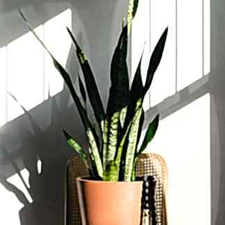 Snake Plants: The Allergy-Reducing, Air-Purifying Wonder | Bloomscape