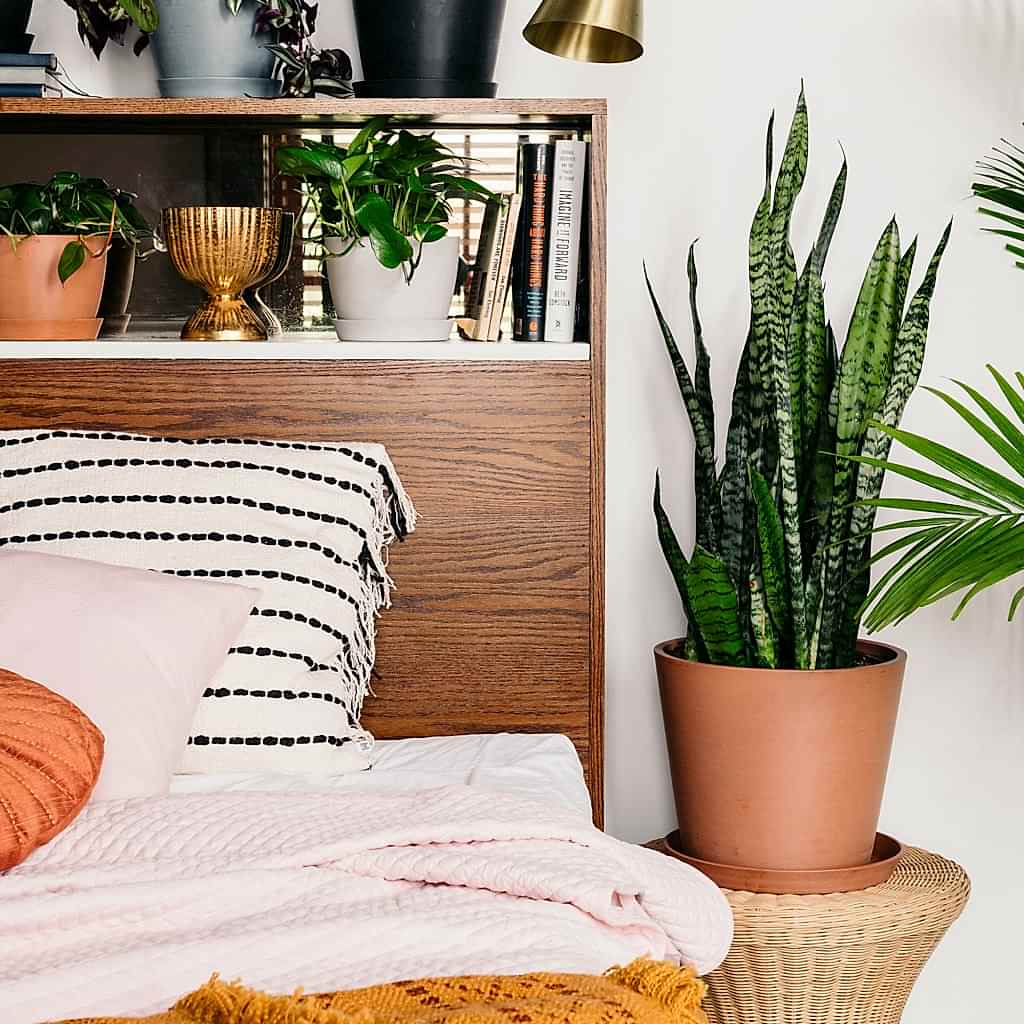 Snake Plants: The Allergy-Reducing, Air-Purifying Wonder | Bloomscape