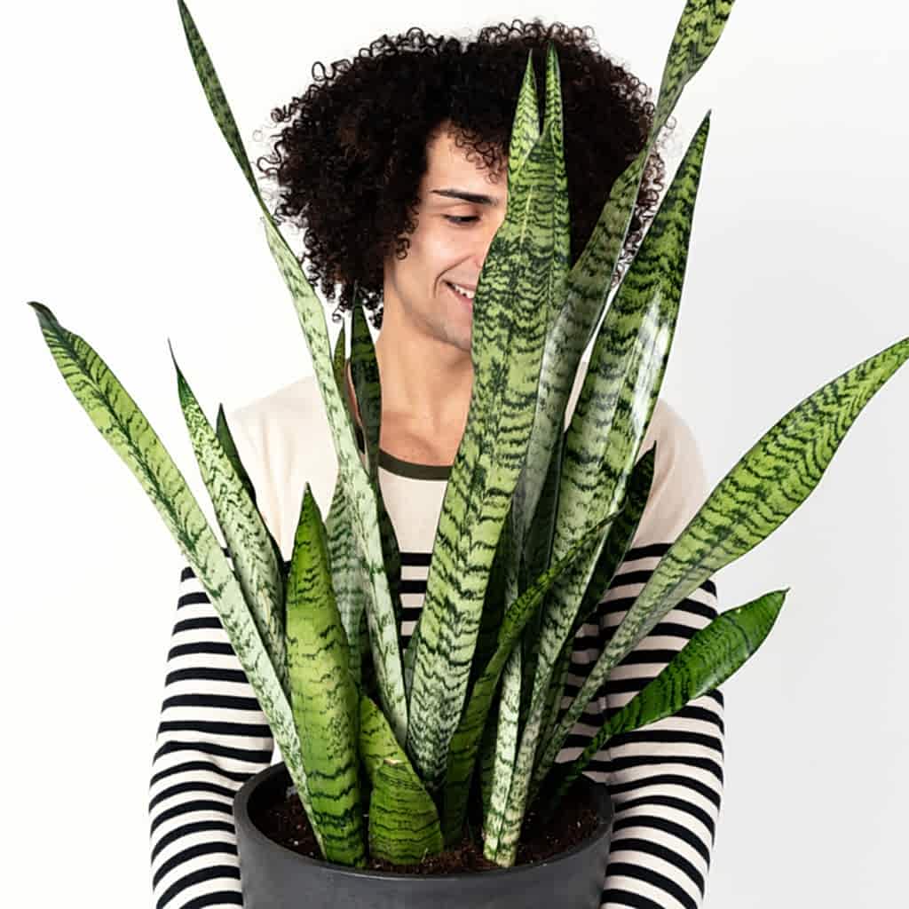 Snake Plants: The Allergy-Reducing, Air-Purifying Wonder | Bloomscape