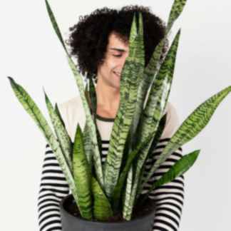 Snake Plants: The Allergy-Reducing, Air-Purifying Wonder | Bloomscape