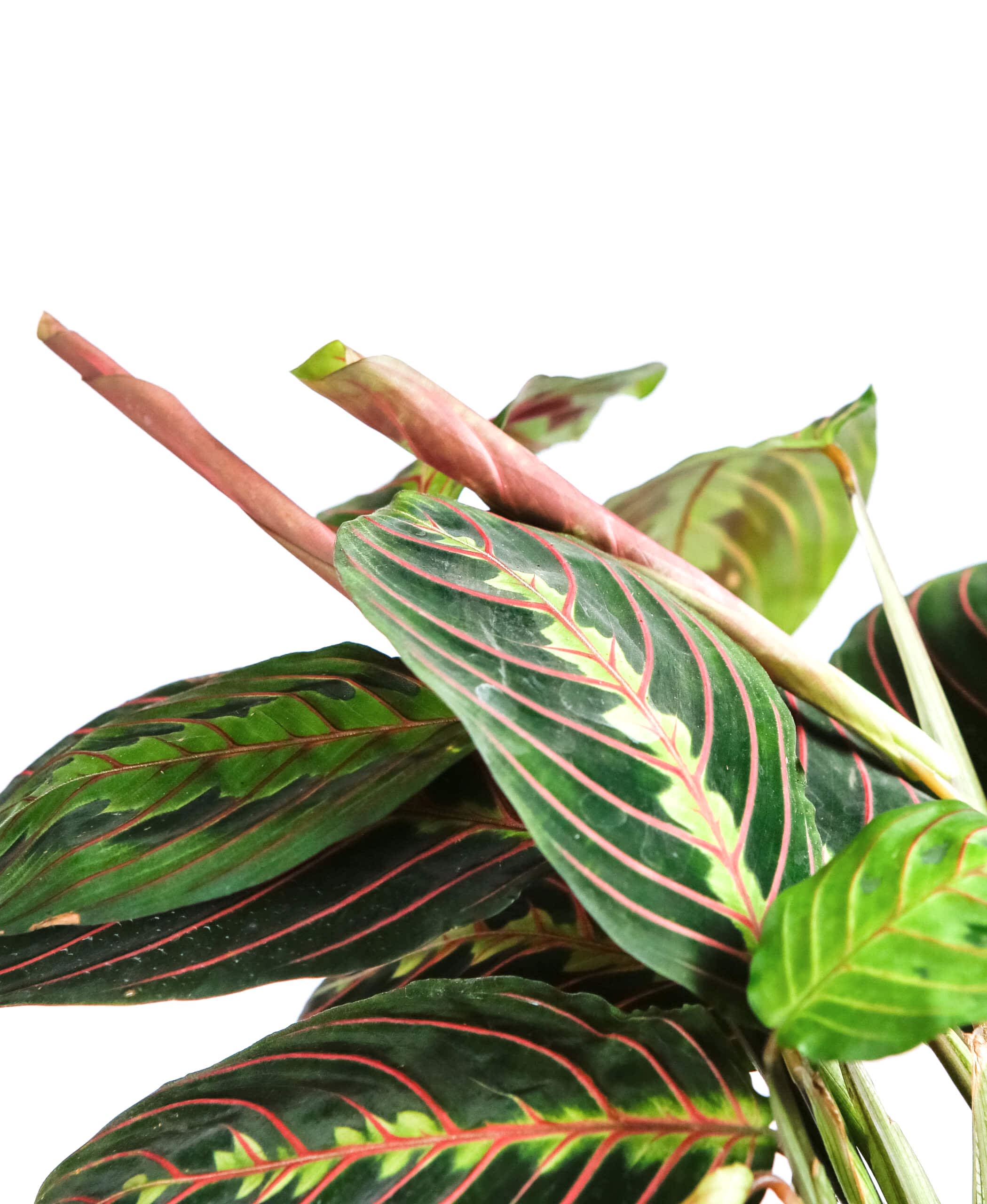 Image of species