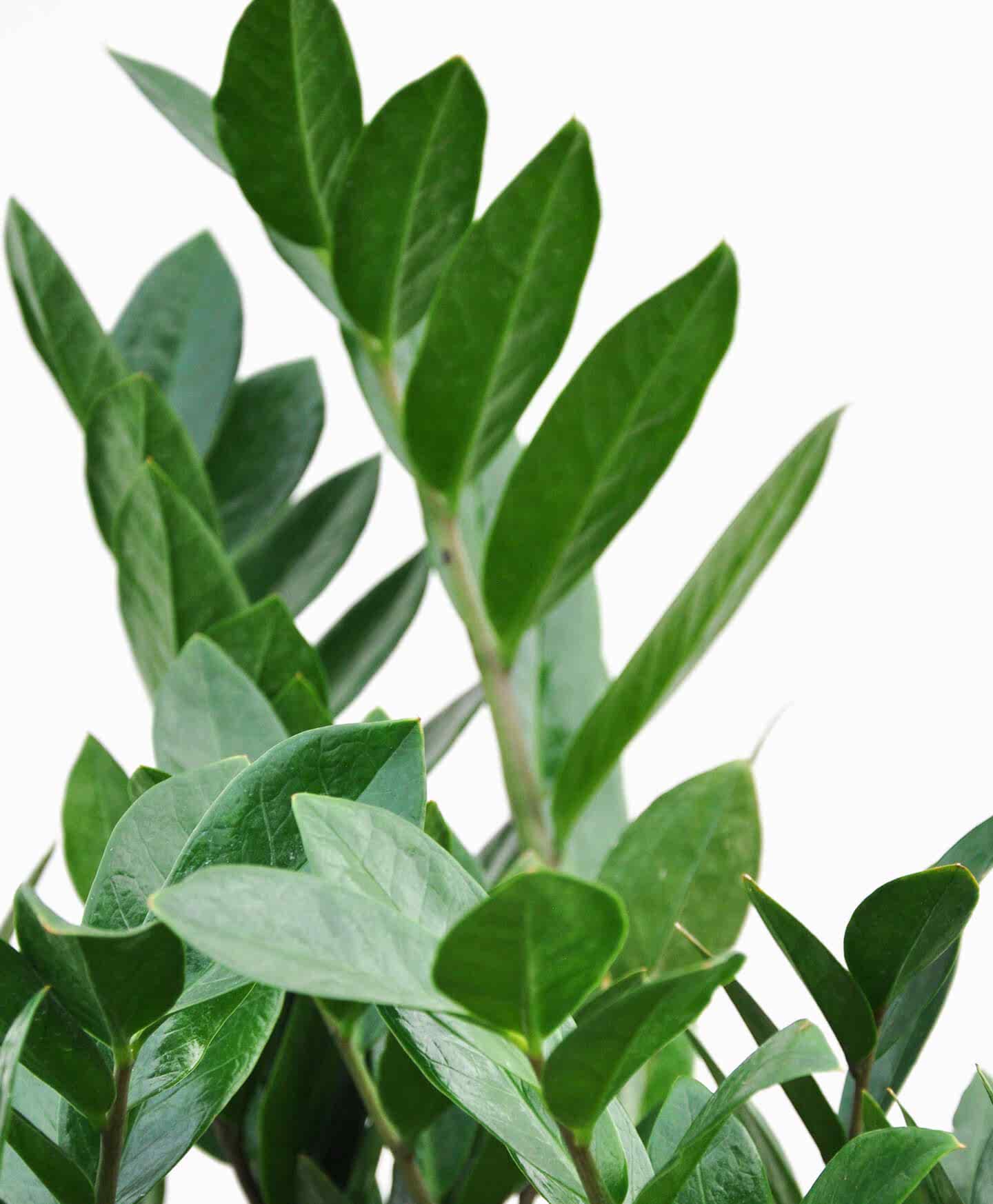 Image of species