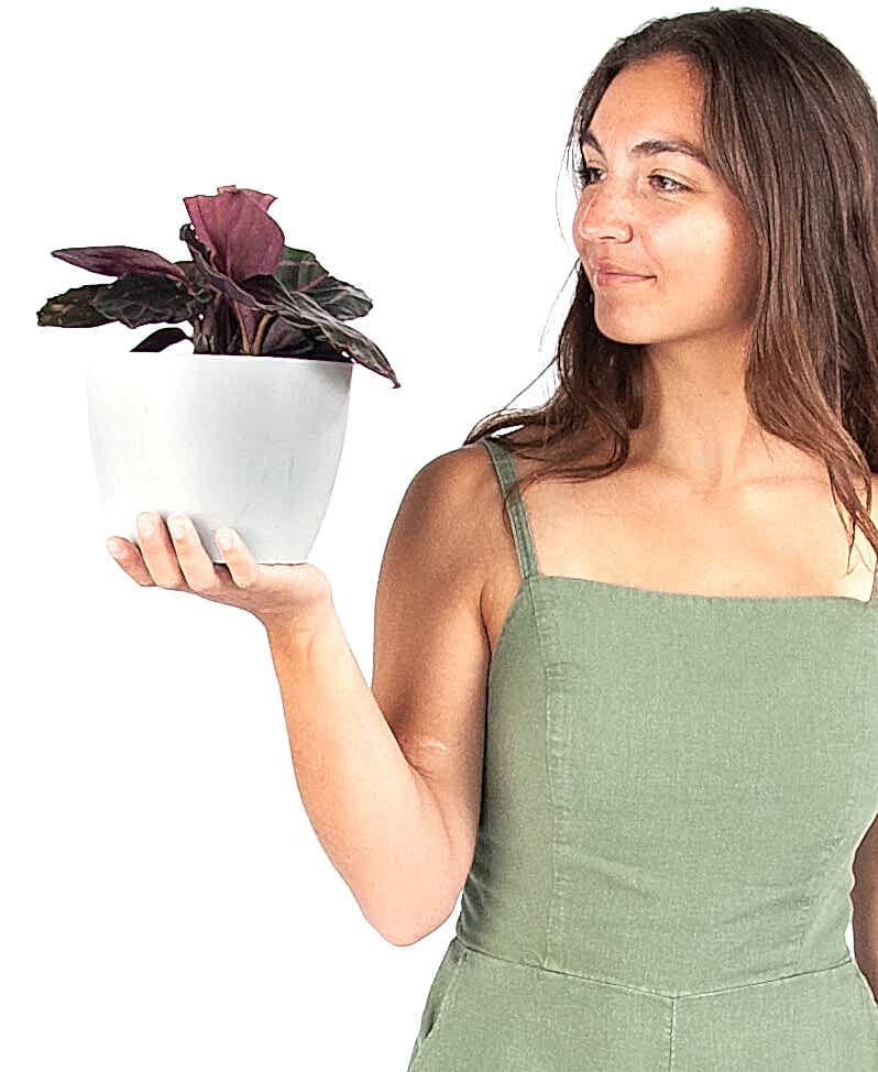 plant image
