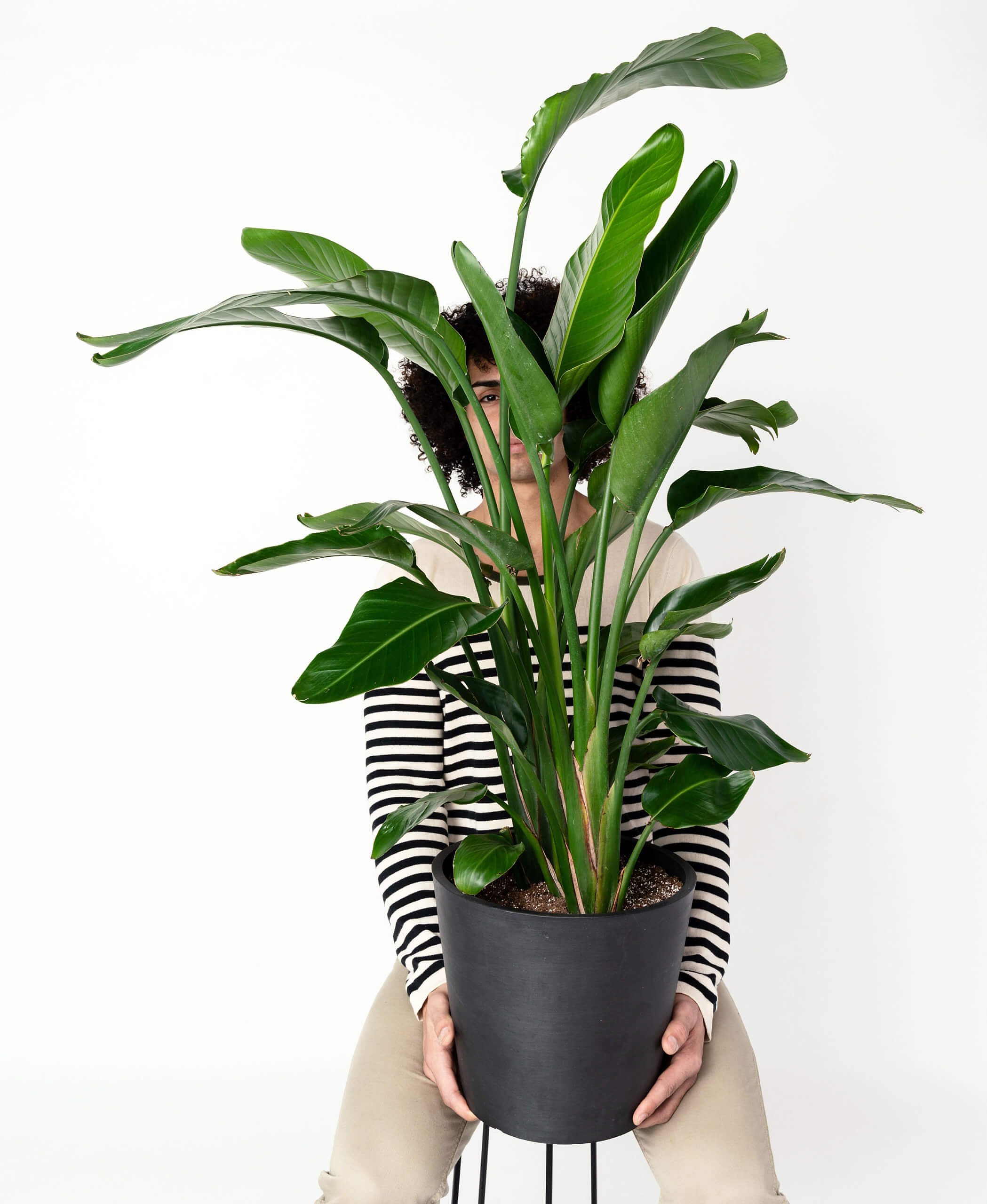 plant image