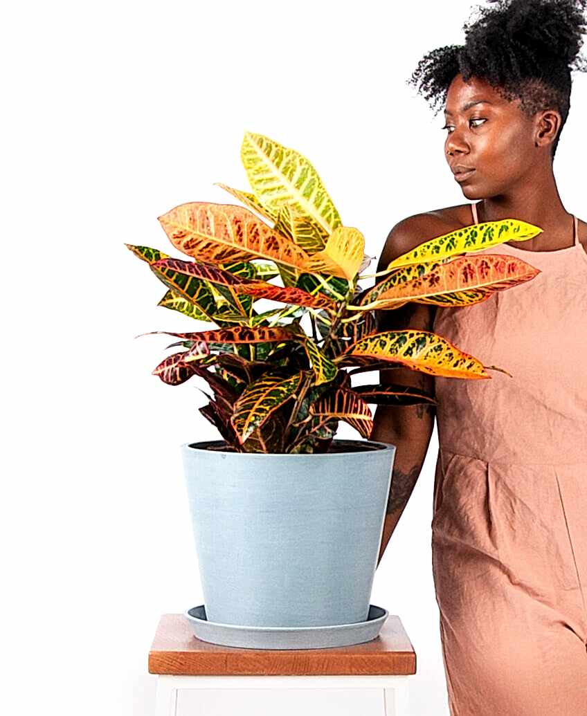 plant image