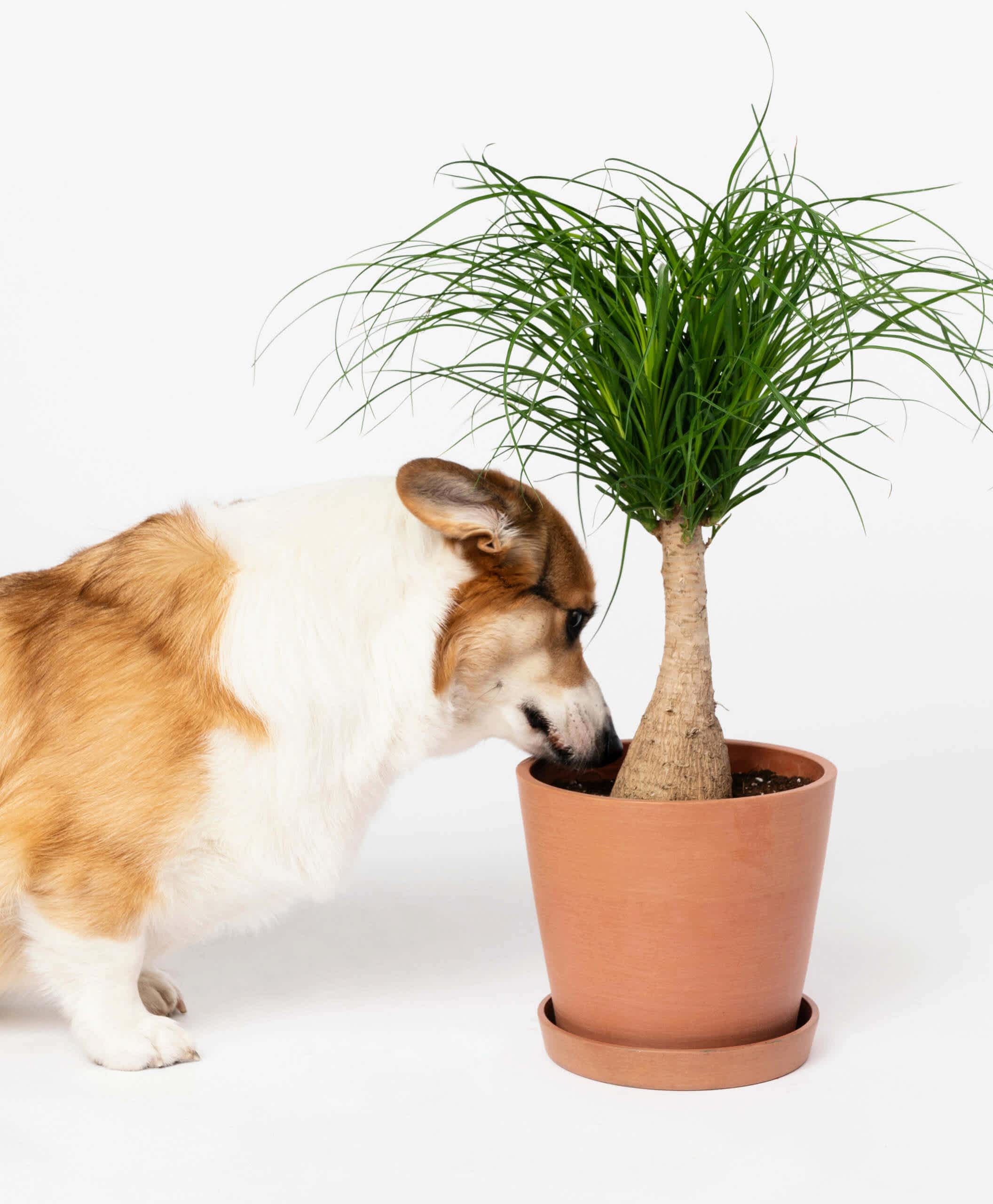 plant image