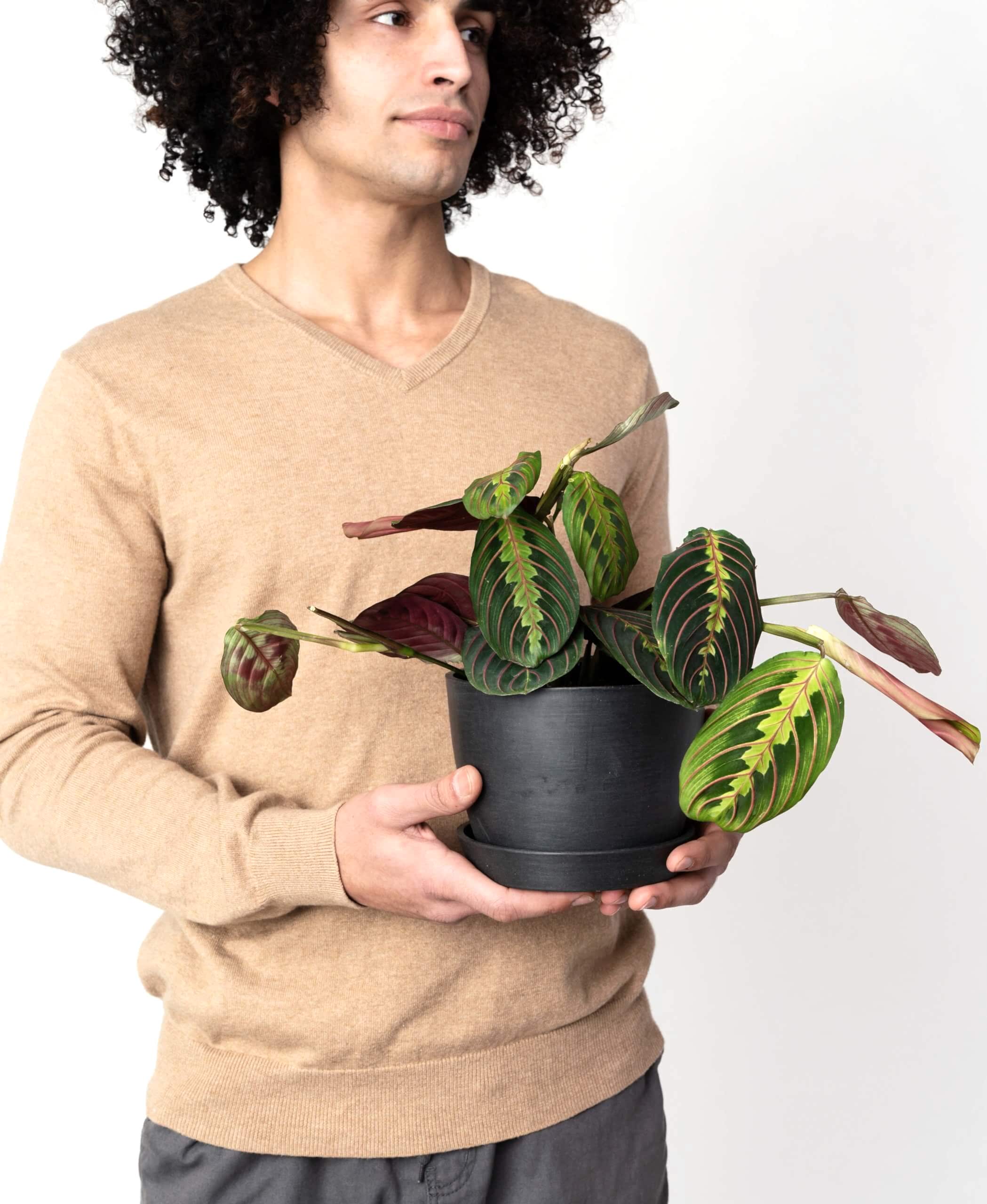 plant image
