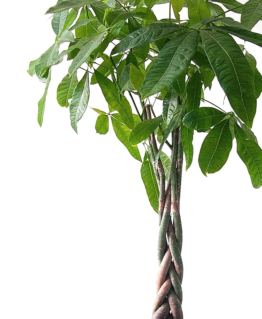 related plant issue