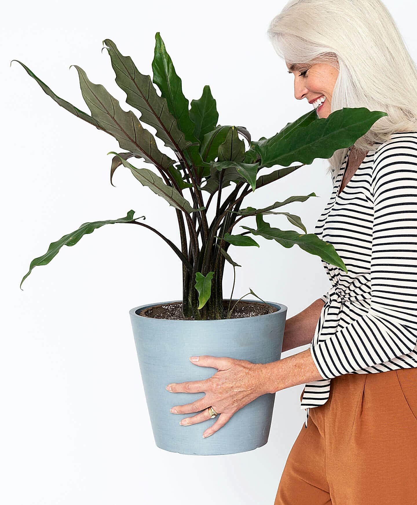 plant image