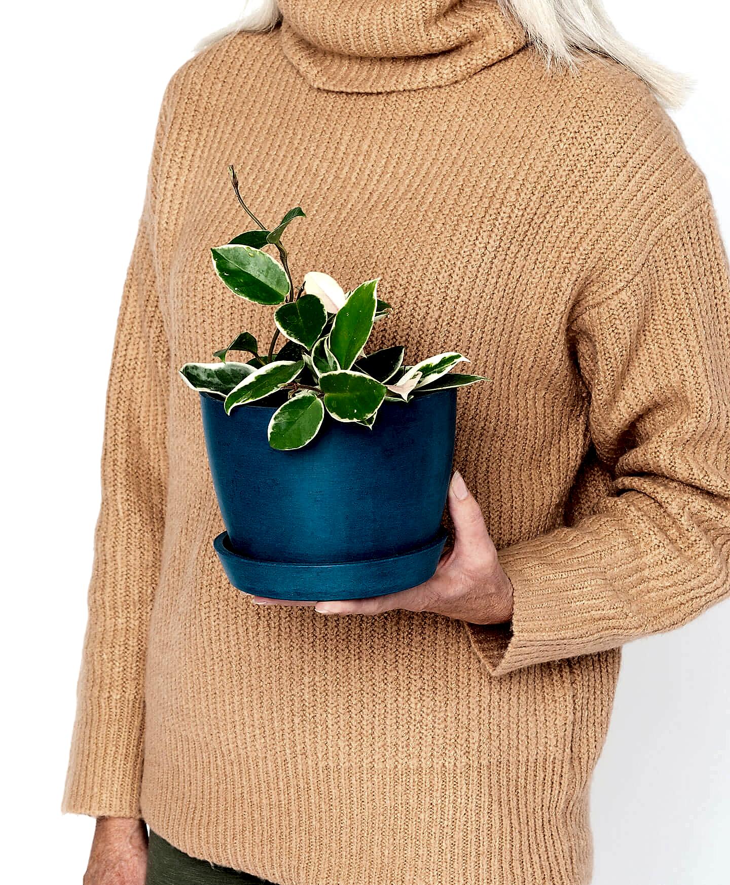 plant image