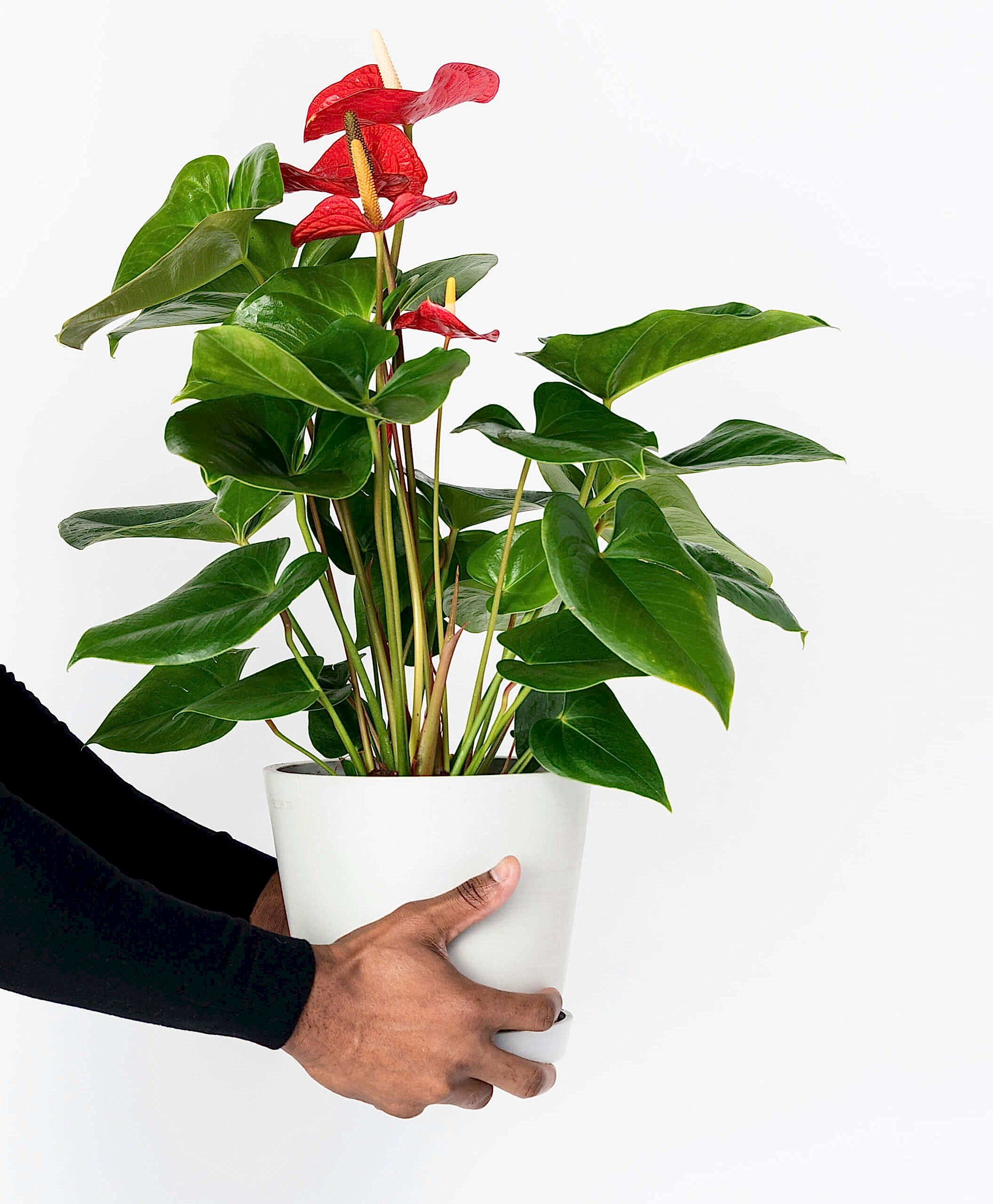 plant image