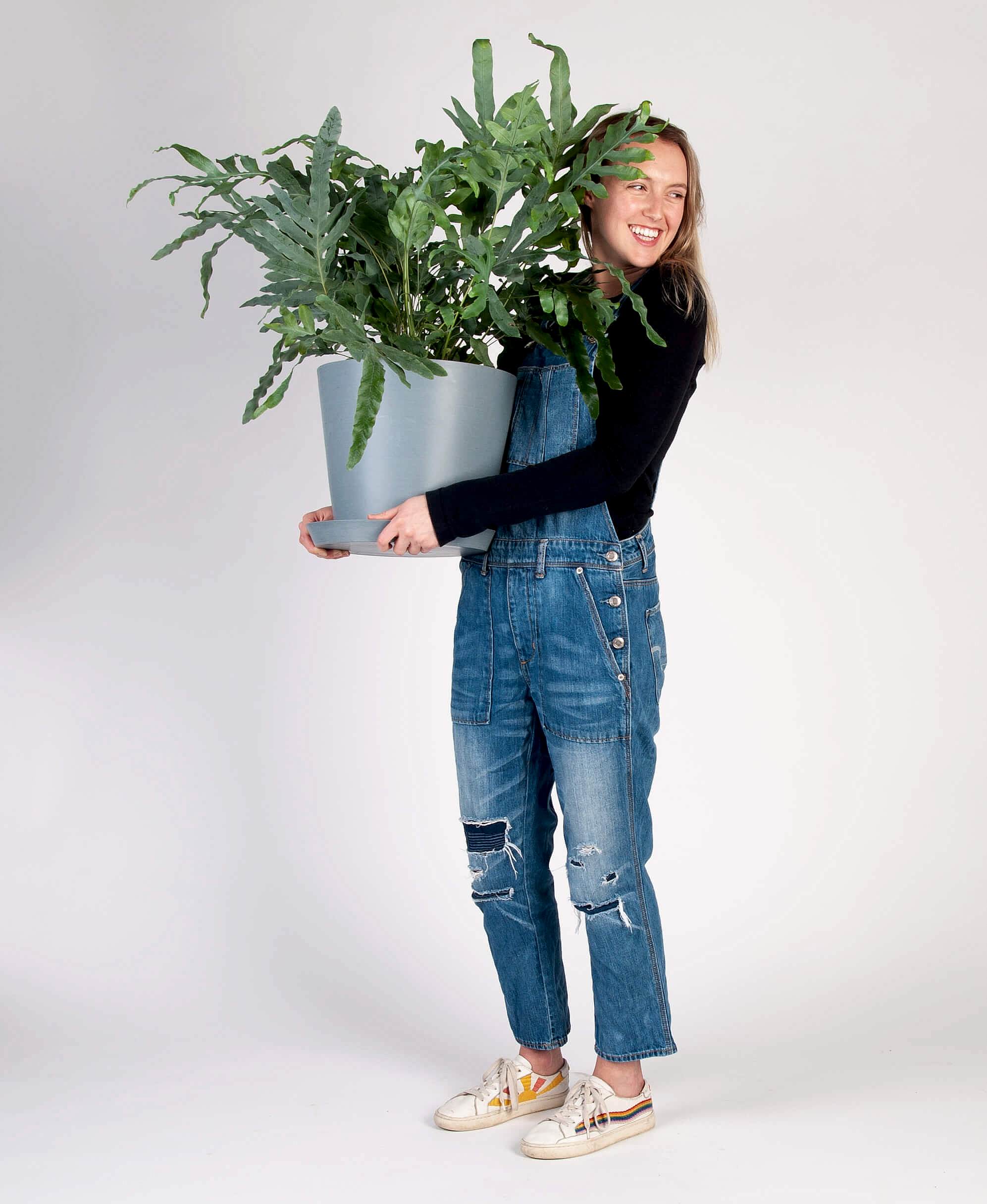 plant image