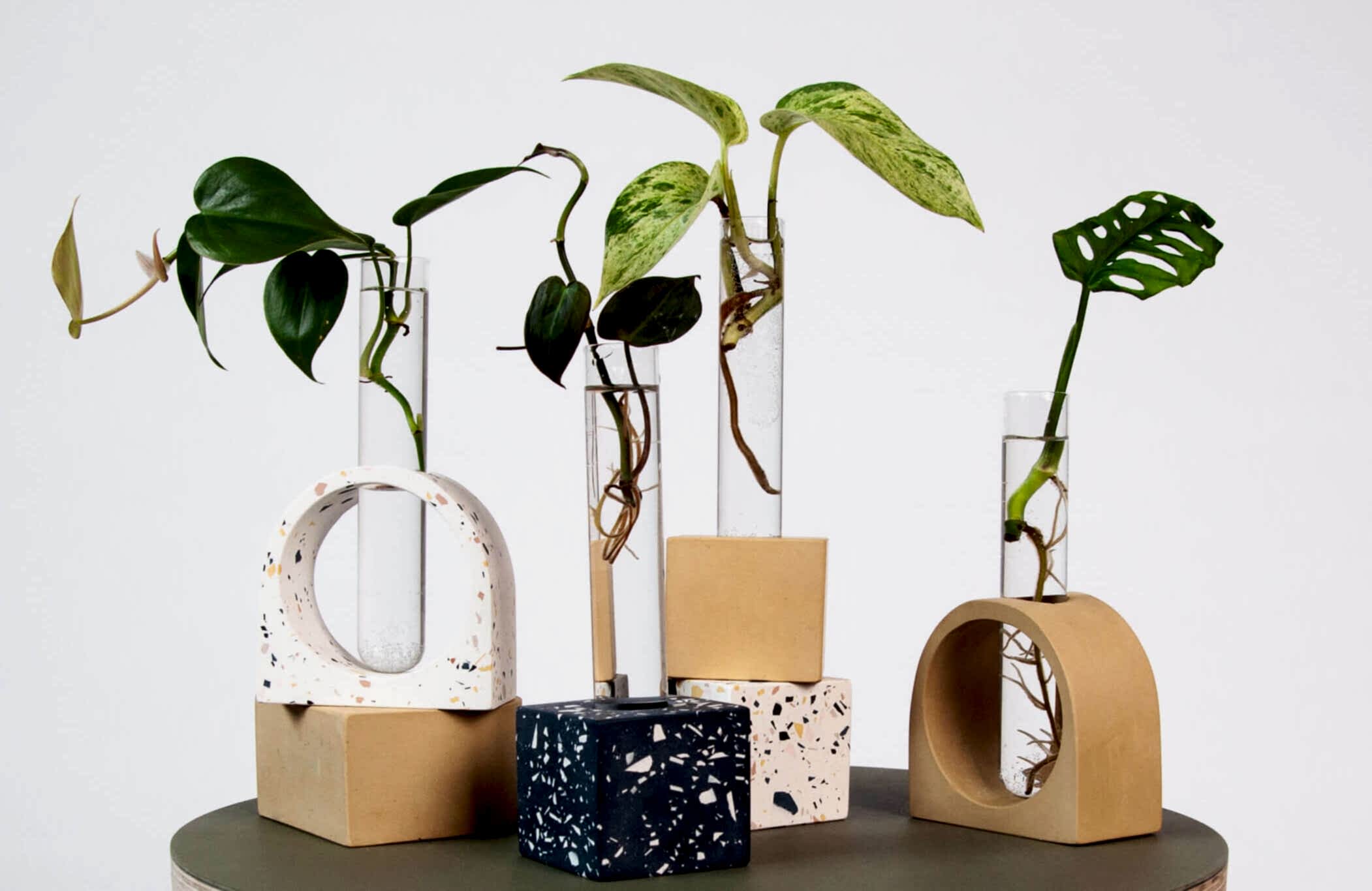 Bloomscape Propagation Shop