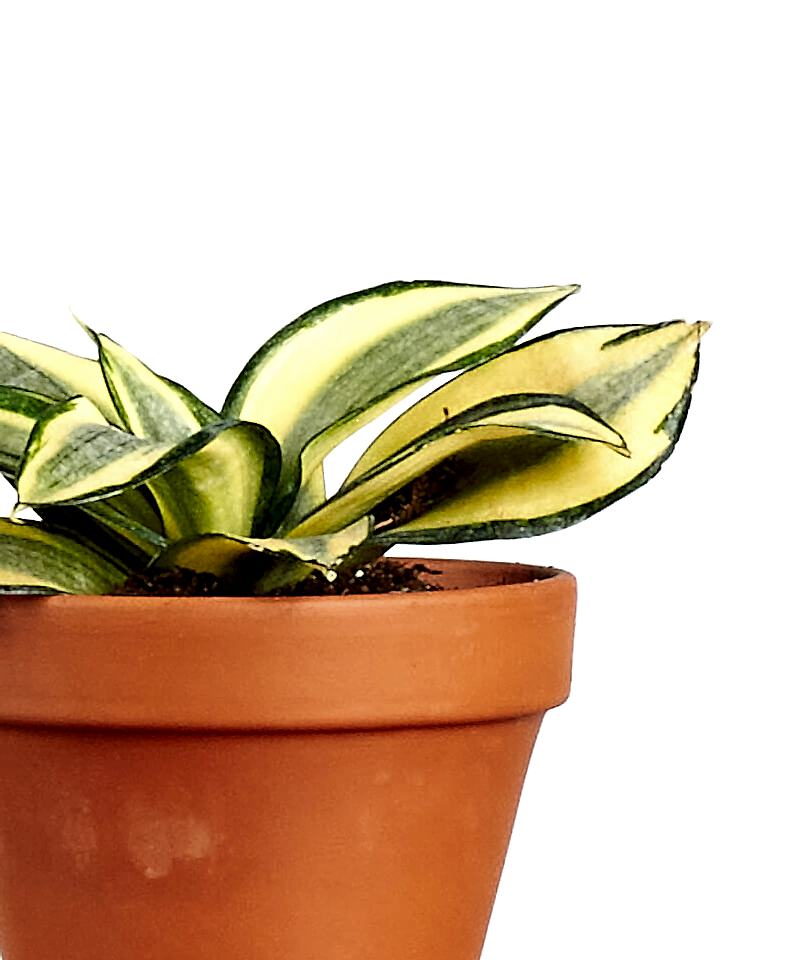 Buy Bloomscape Potted Easy Peasy Collection
