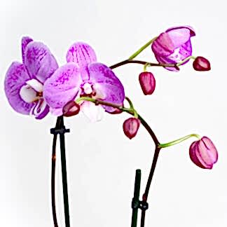 Orchid