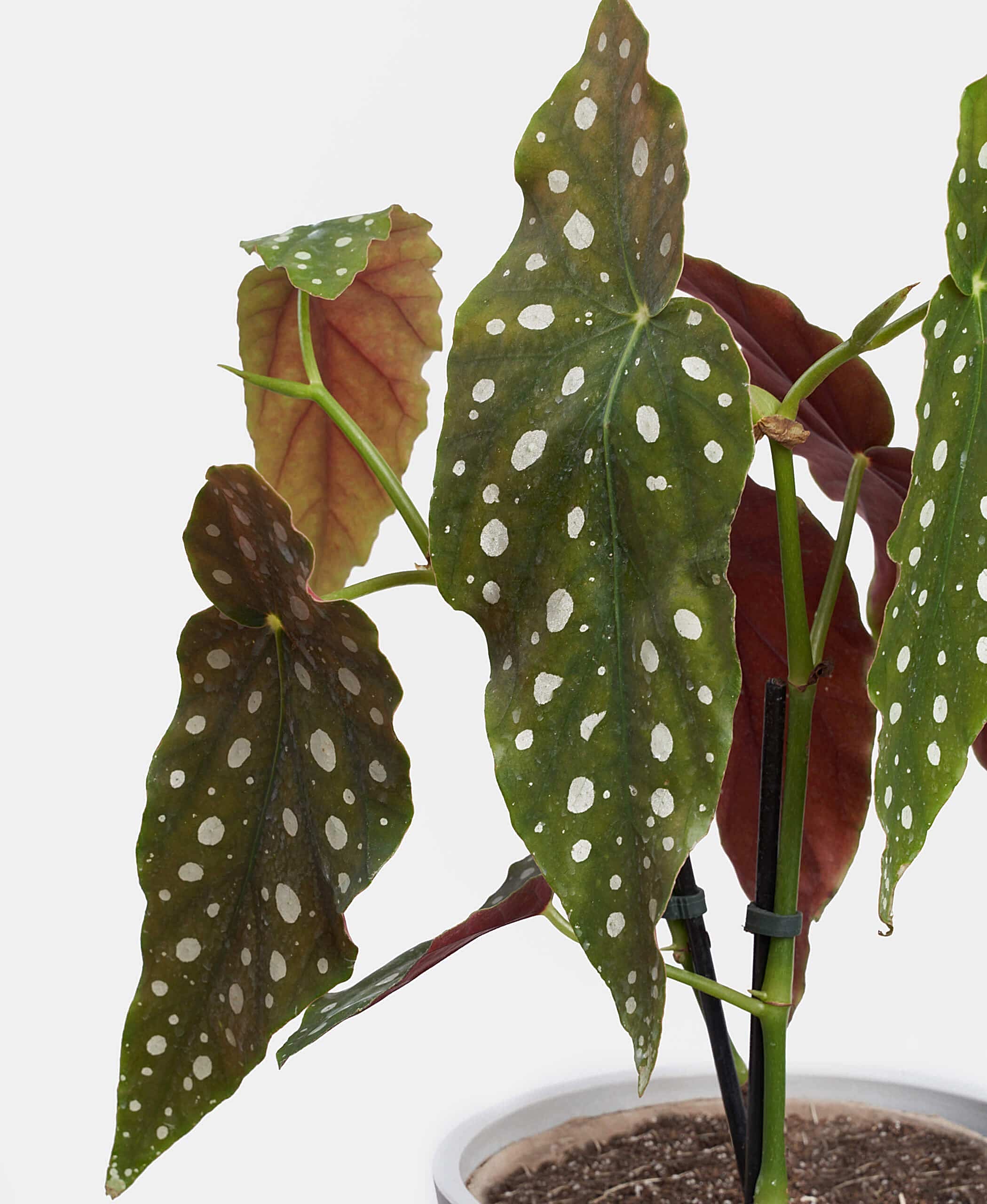plant image