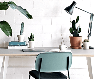 Bloomscape: Indoor Cactus Care 101