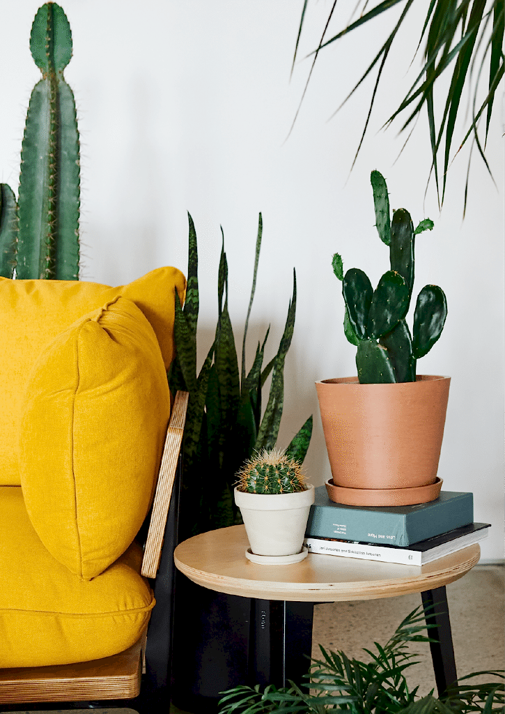 Bloomscape: Indoor Cactus Care 101