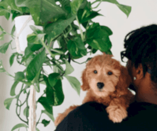 The Plant Care Chronicles: Ricky Dorn