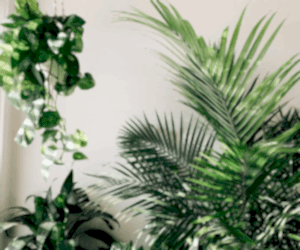 The Plant Care Chronicles: Ricky Dorn