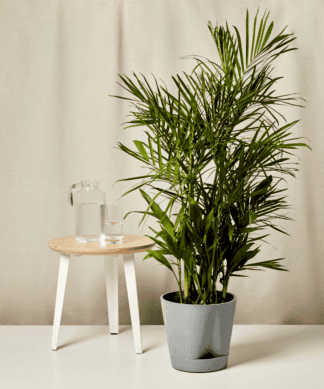 self watering slate xxl bamboo palm