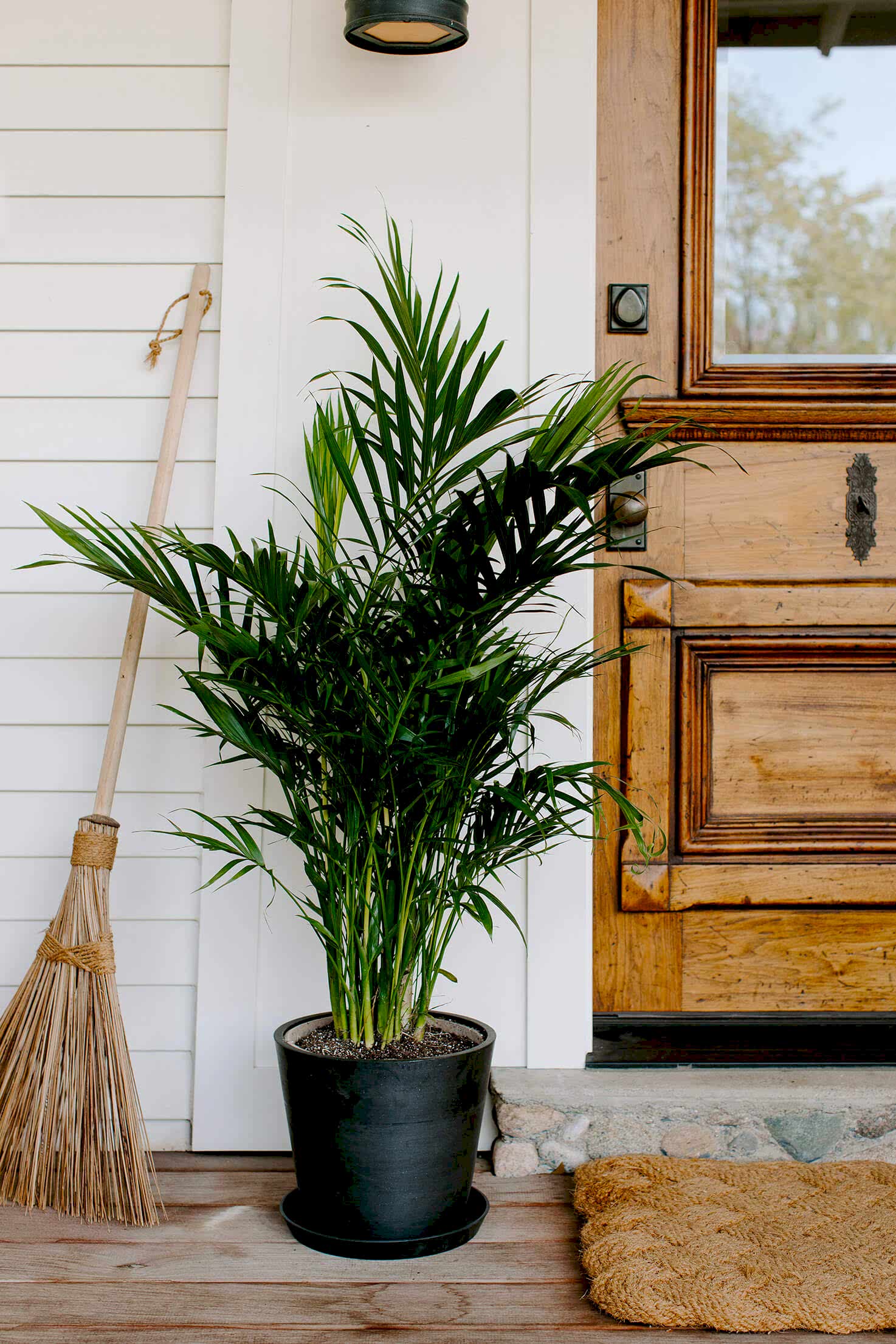 Moving Indoor Plants Outside for the Summer