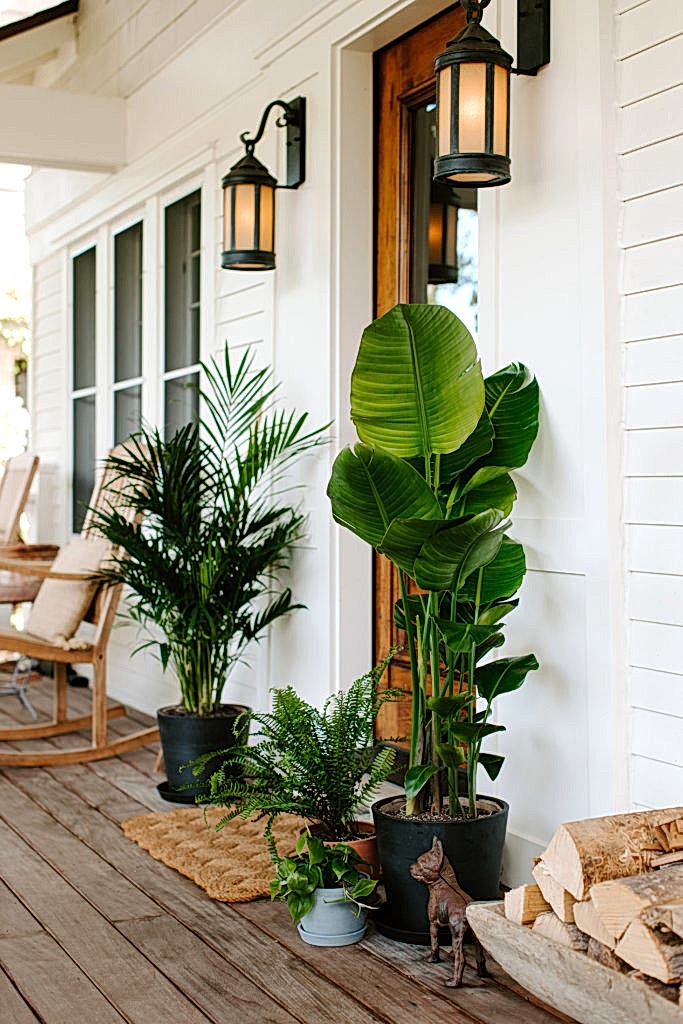 Moving Indoor Plants Outside for the Summer