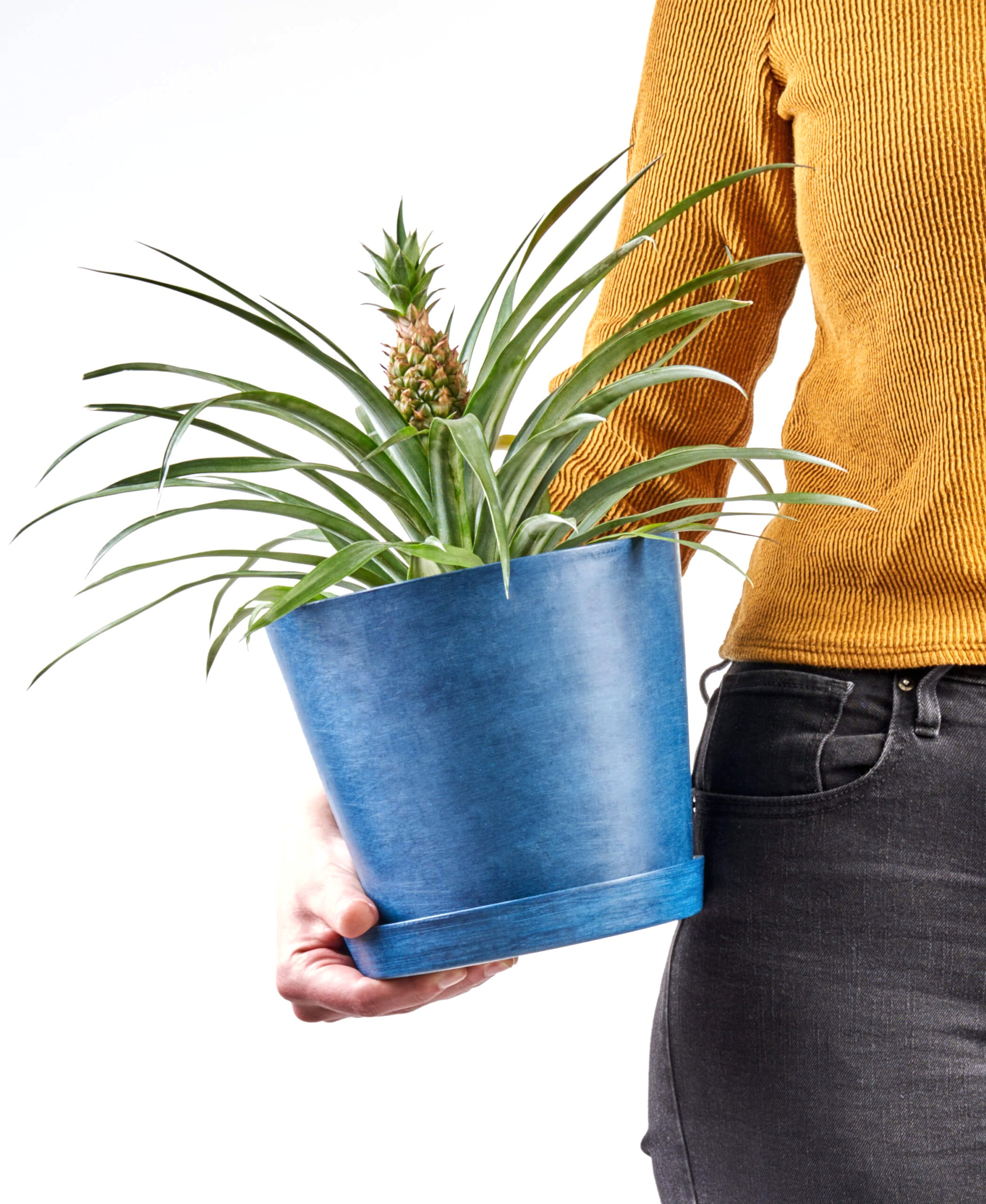 plant image