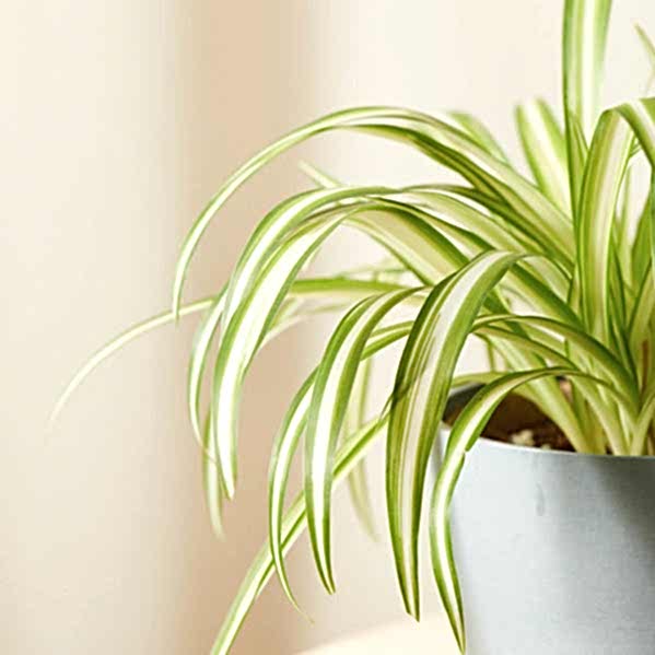 Spider Plant Care