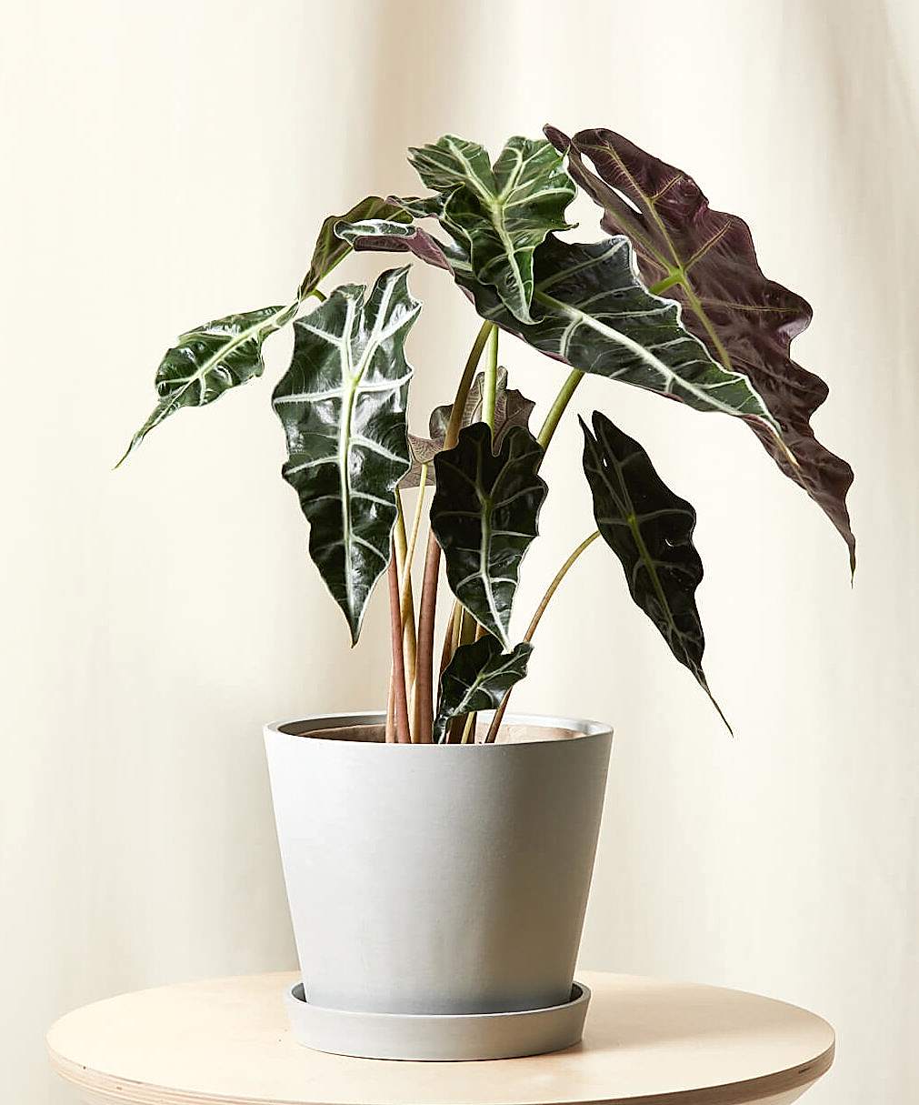 Alocasia Polly