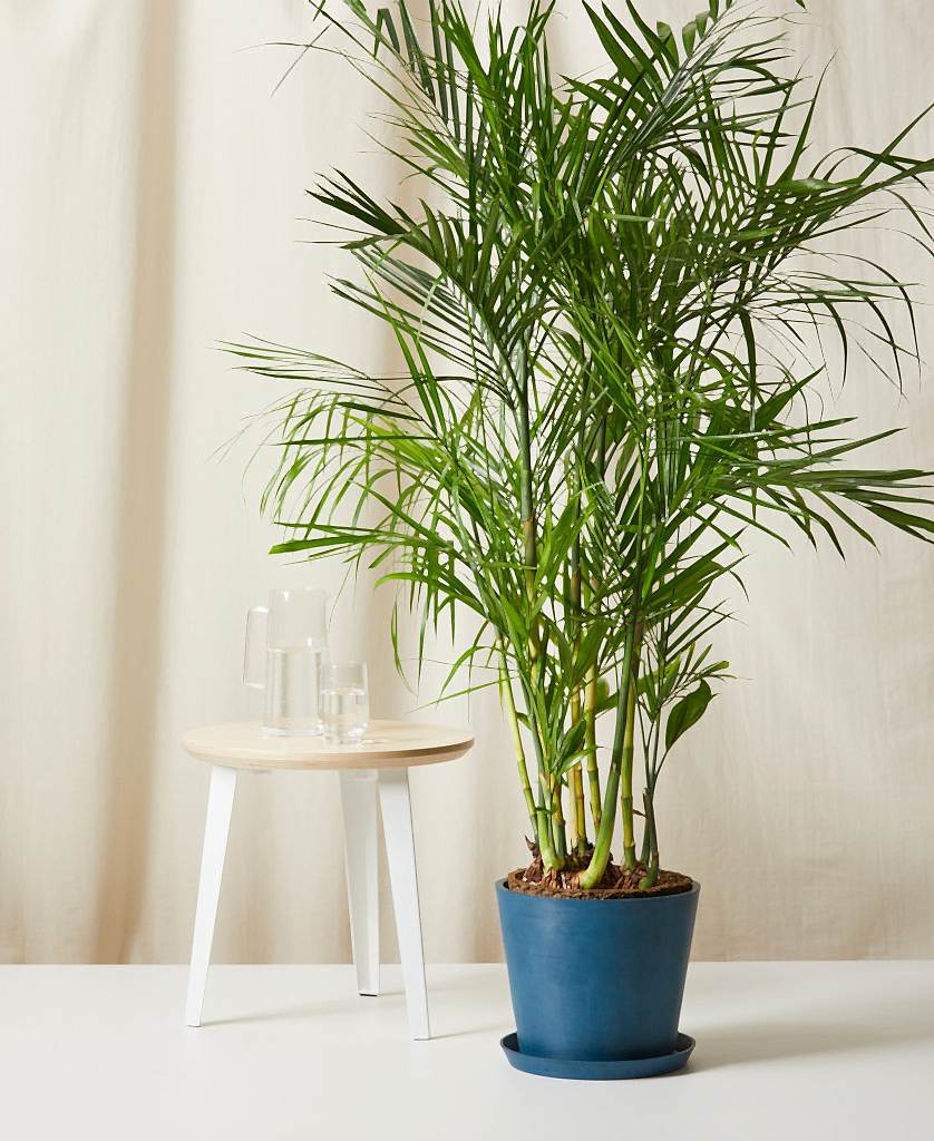 Bloomscape Bamboo Palm potted in Indigo Ecopot.