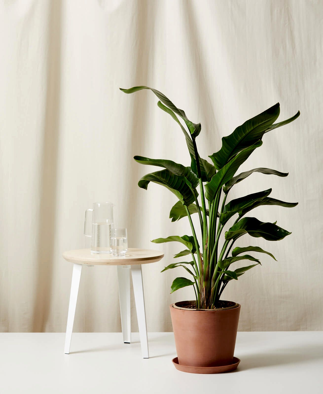 Bird of Paradise