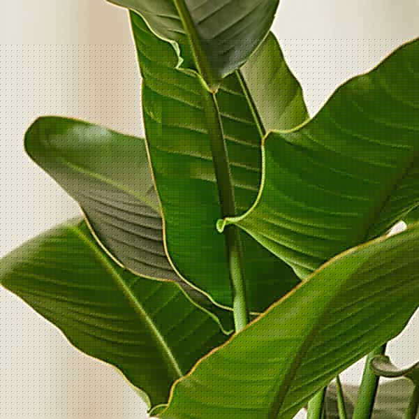 Bird of Paradise Care