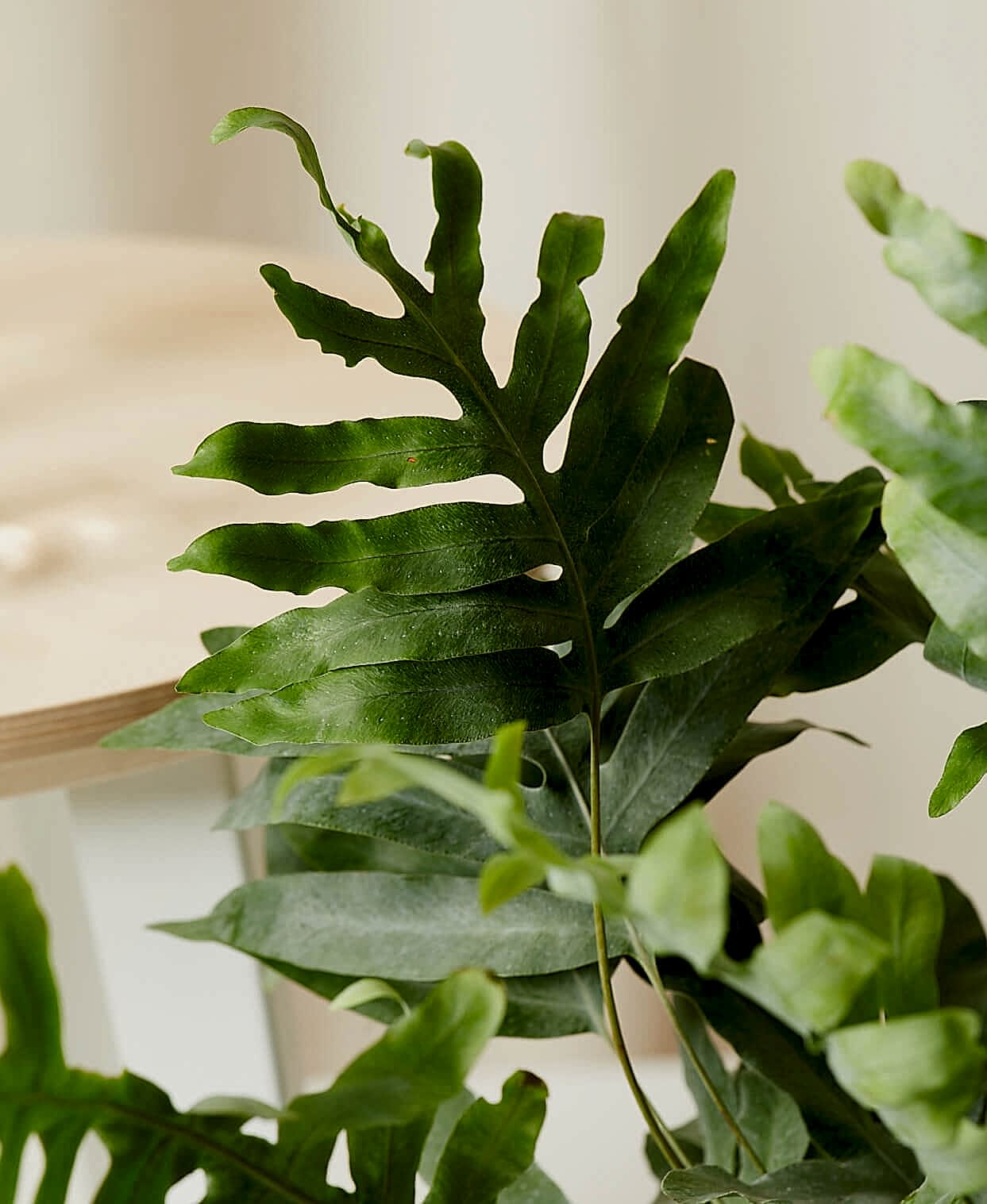 Buy Bloomscape Potted Blue Star Footed Fern