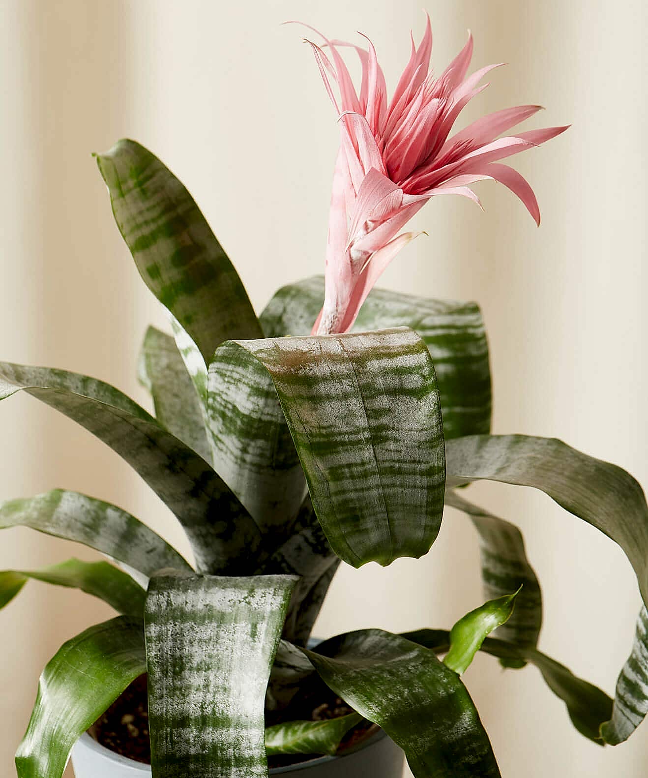 Bromeliad Care