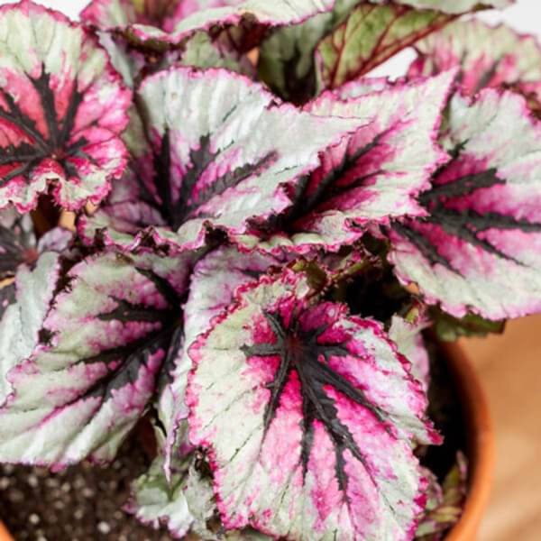 Begonia