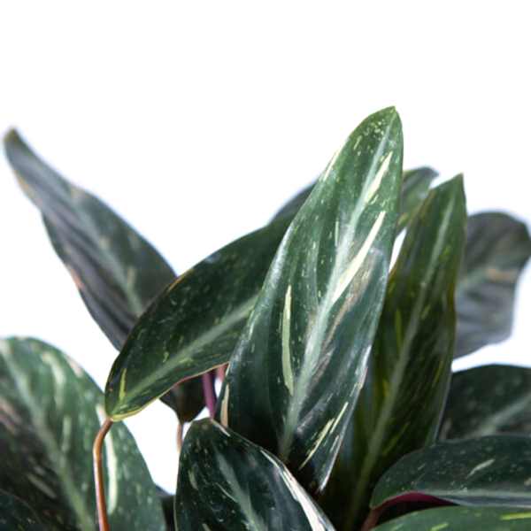 Stromanthe Care