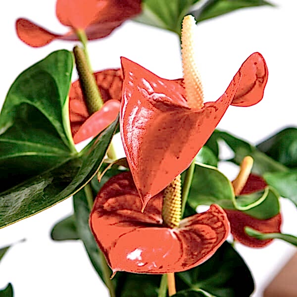 Anthurium Care