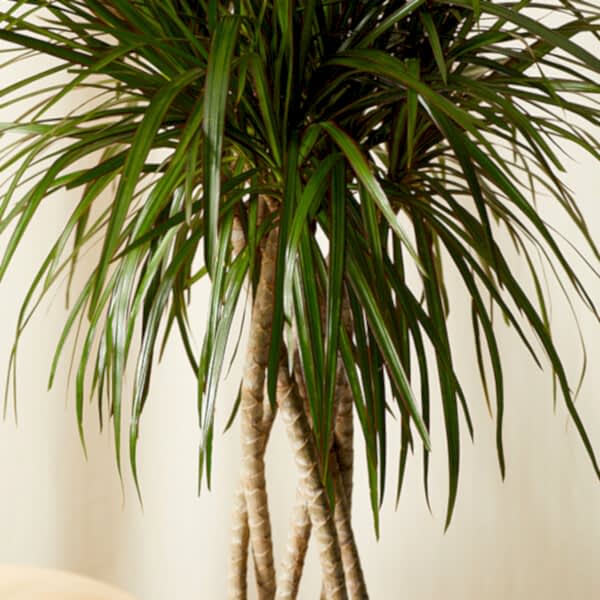 Dracaena Care