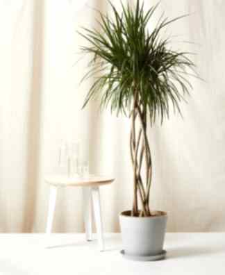 Buy Bloomscape Potted Dracaena Marginata Open Weave