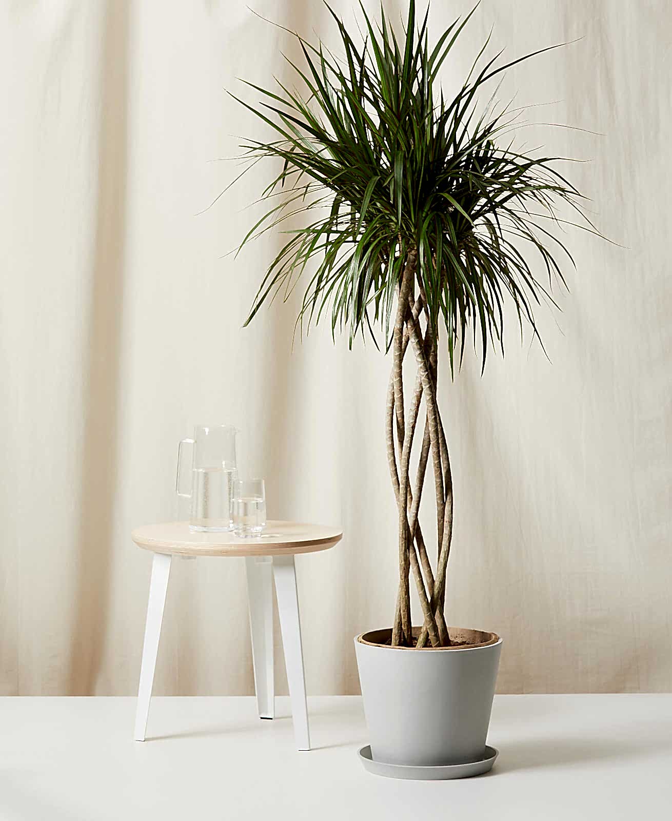 Buy Bloomscape Potted Dracaena Marginata Open Weave