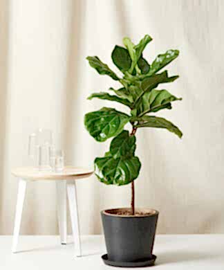 Buy Bloomscape Potted Fiddle Leaf Fig