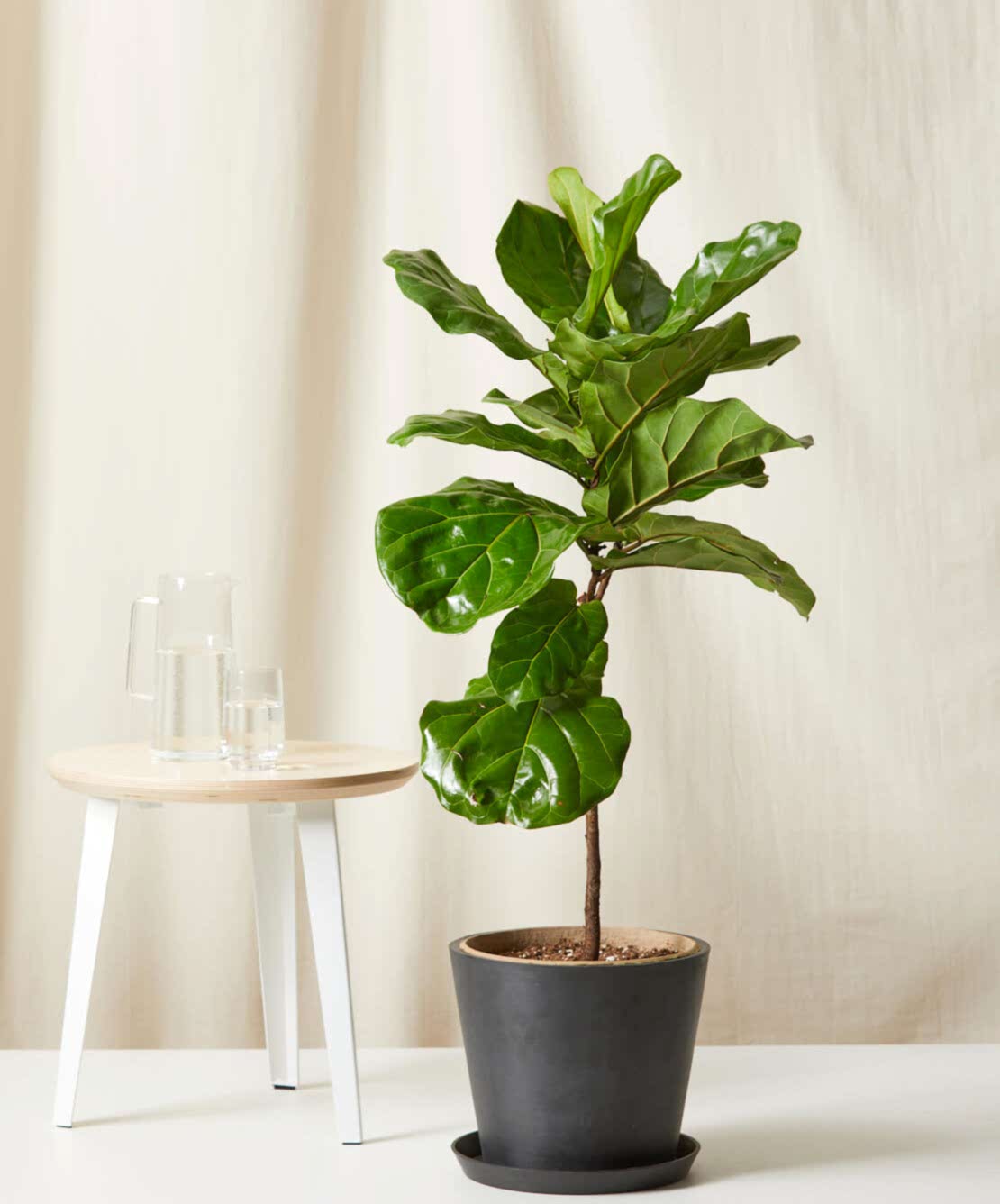 Buy Bloomscape Potted Fiddle Leaf Fig