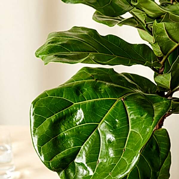 Fiddle Leaf Fig Care