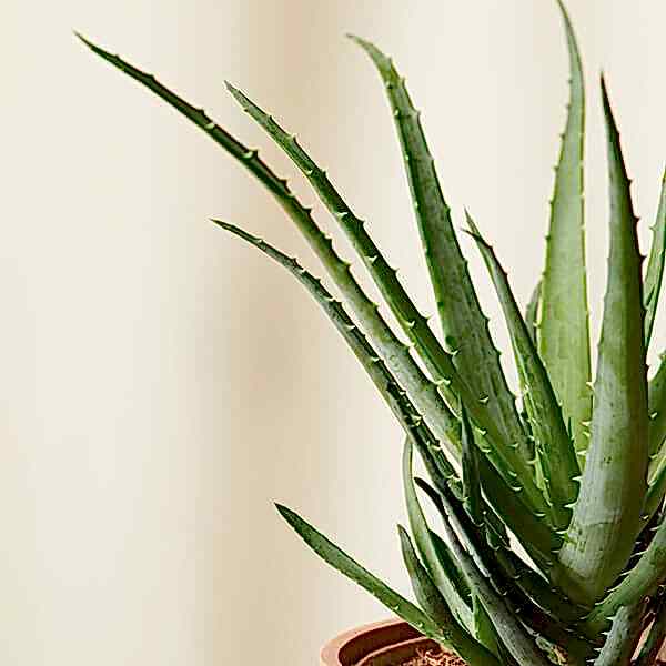 Aloe Care