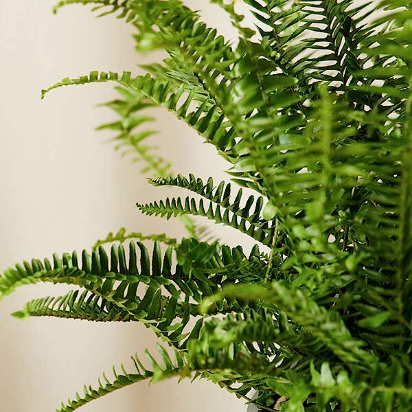 Fern Care