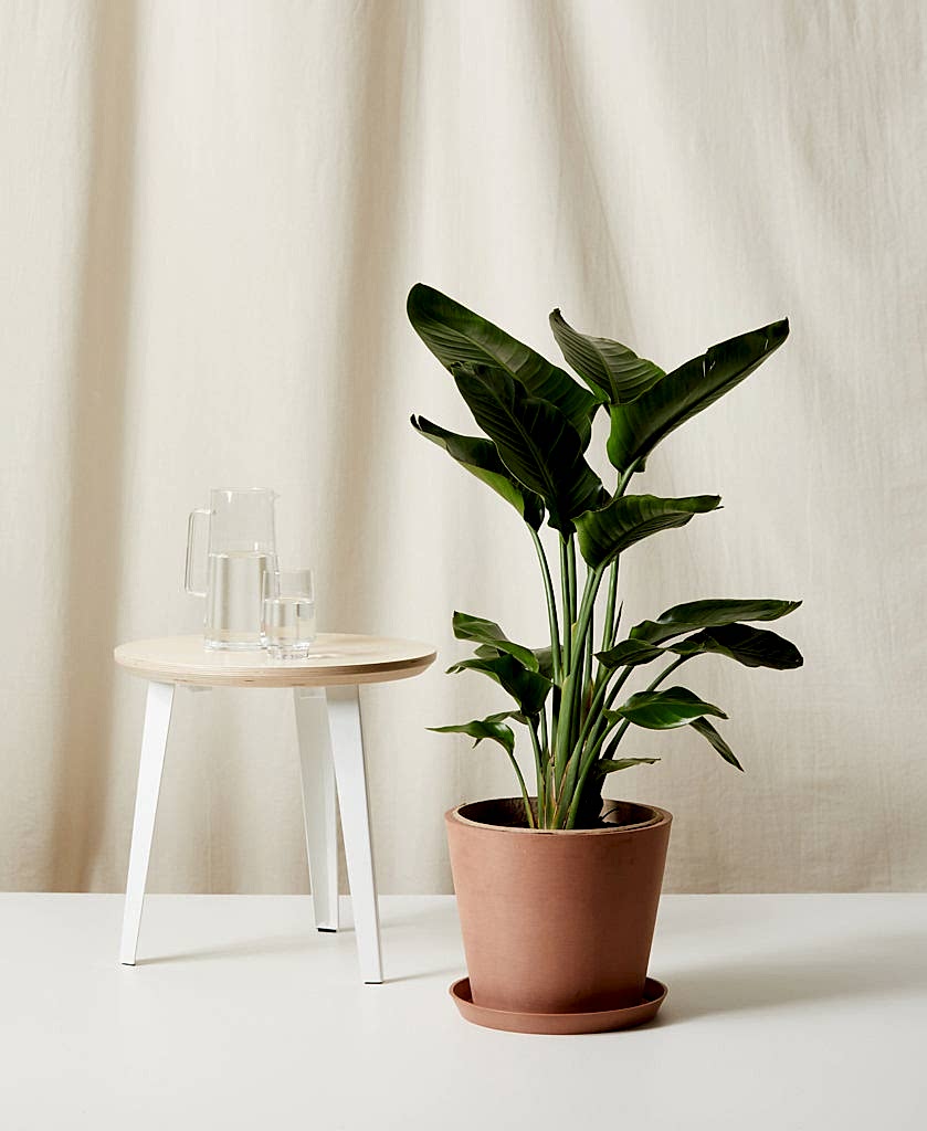 Buy Bloomscape Potted Large Bird of Paradise