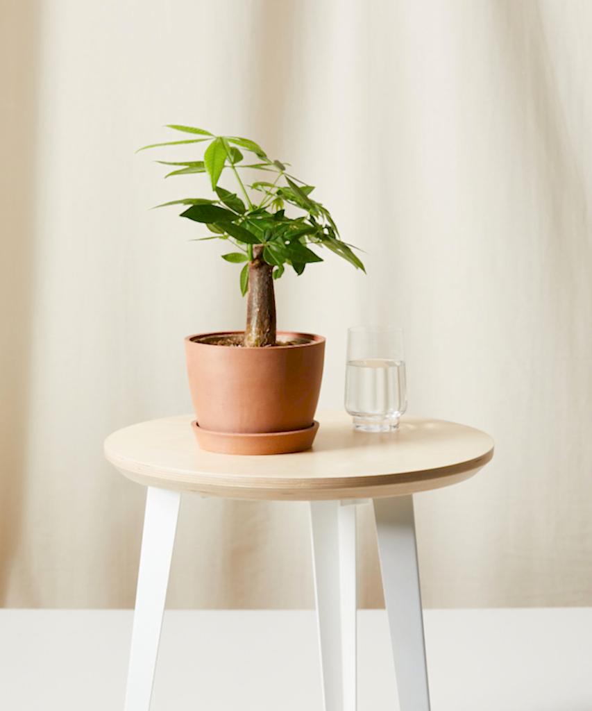 Buy Bloomscape Potted Mini Money Tree
