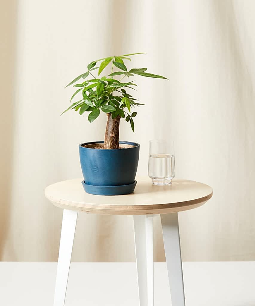 Buy Bloomscape Potted Mini Money Tree
