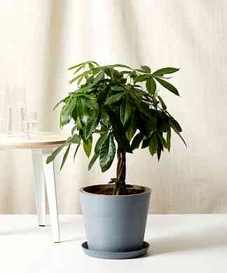 Buy Bloomscape Potted Money Tree